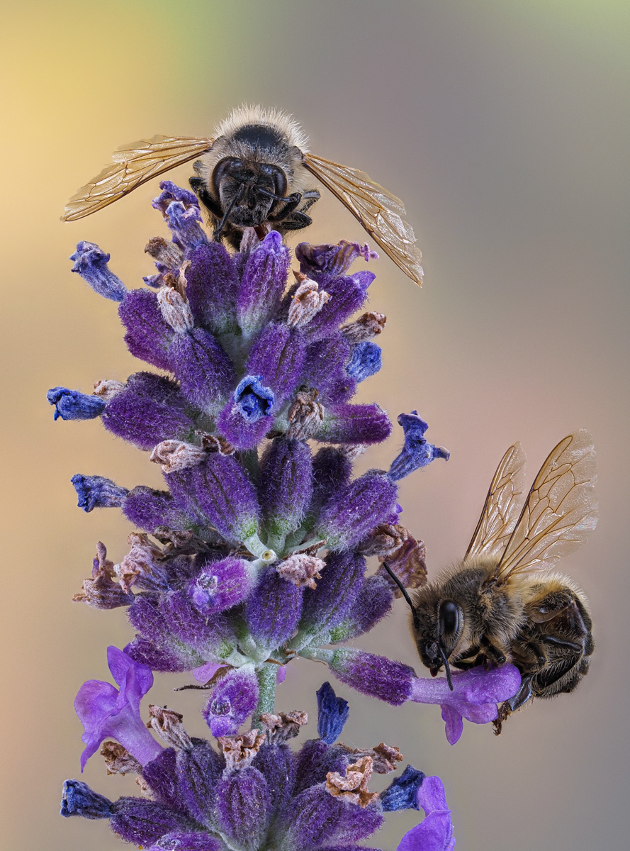 LS-Fotografie 20200705 001-2.jpg