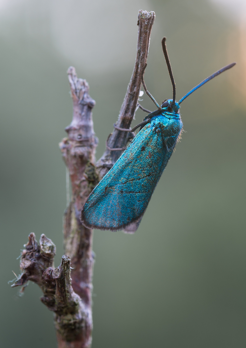 Käfer Stahlblau 4.jpg