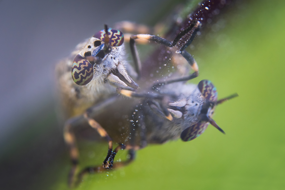 DSC03554+6.b.mf.jpg