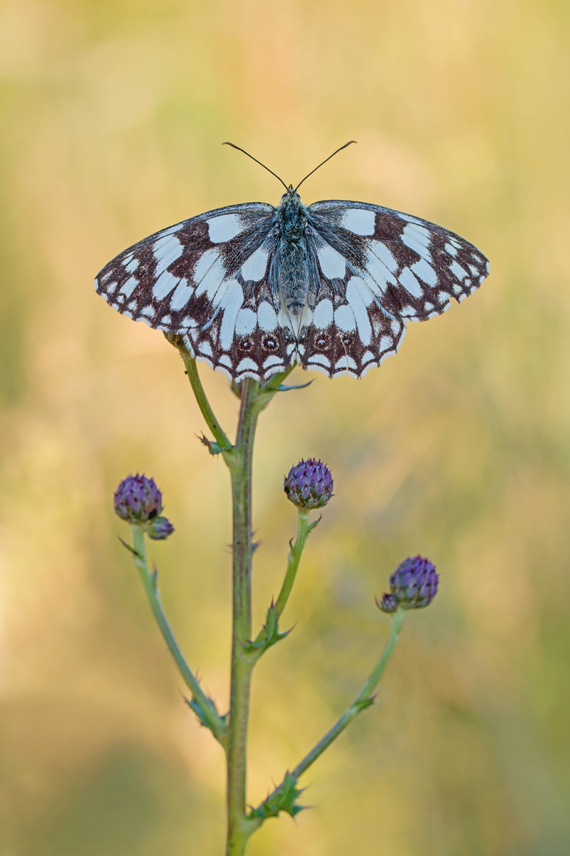 IMG_1894_SHARPEN projects DENOIS projects.jpg 2.jpg