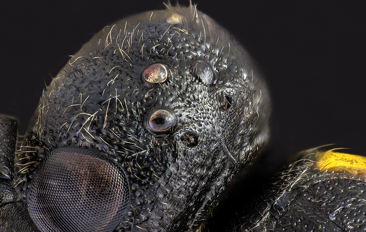 small_wasp_FB_10x.jpg
