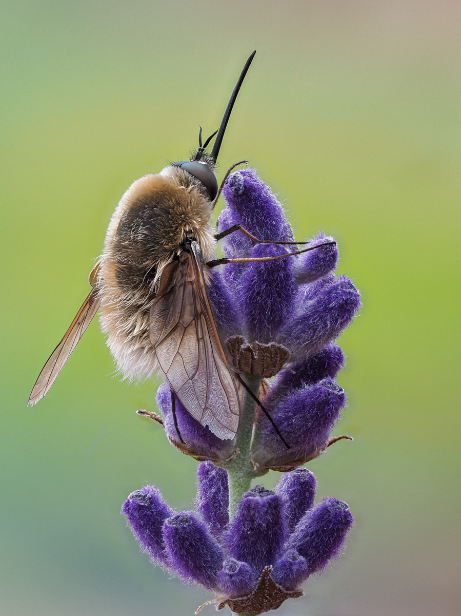 LS-Fotografie 20200607 002.jpg