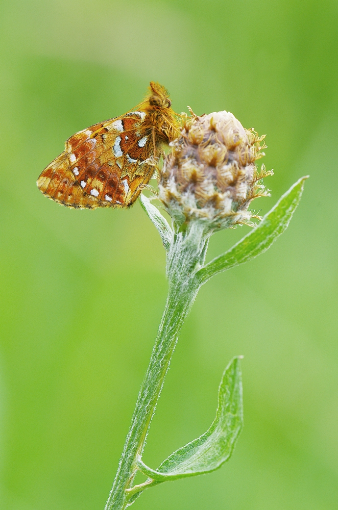 IMGP7137 hohes venn.JPG