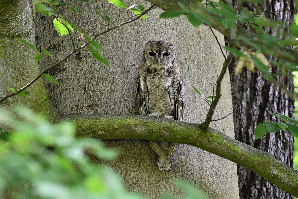 junger Waldkauz (2).JPG
