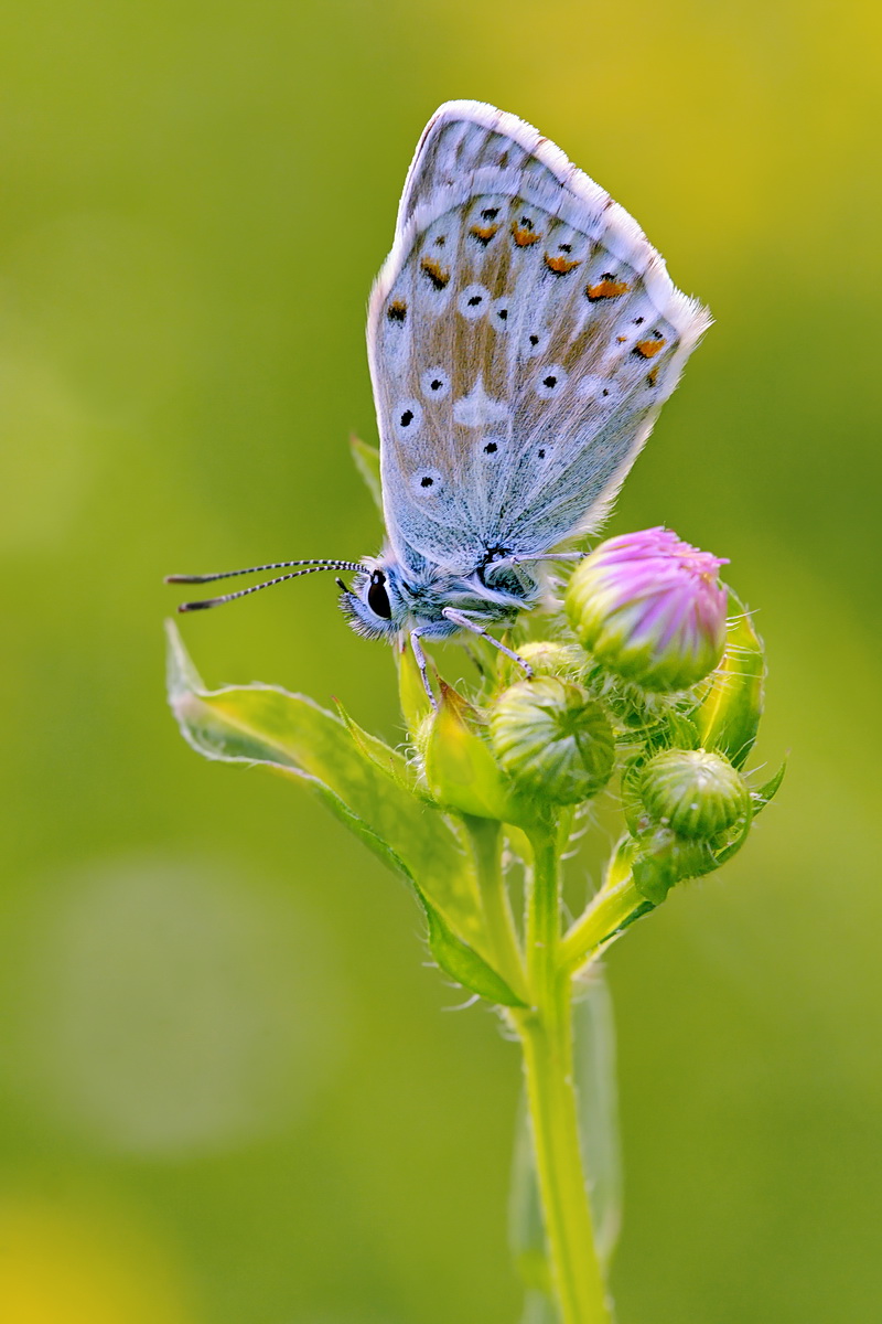 DSC06767 Silbergrüne Schönheit... kl.jpg
