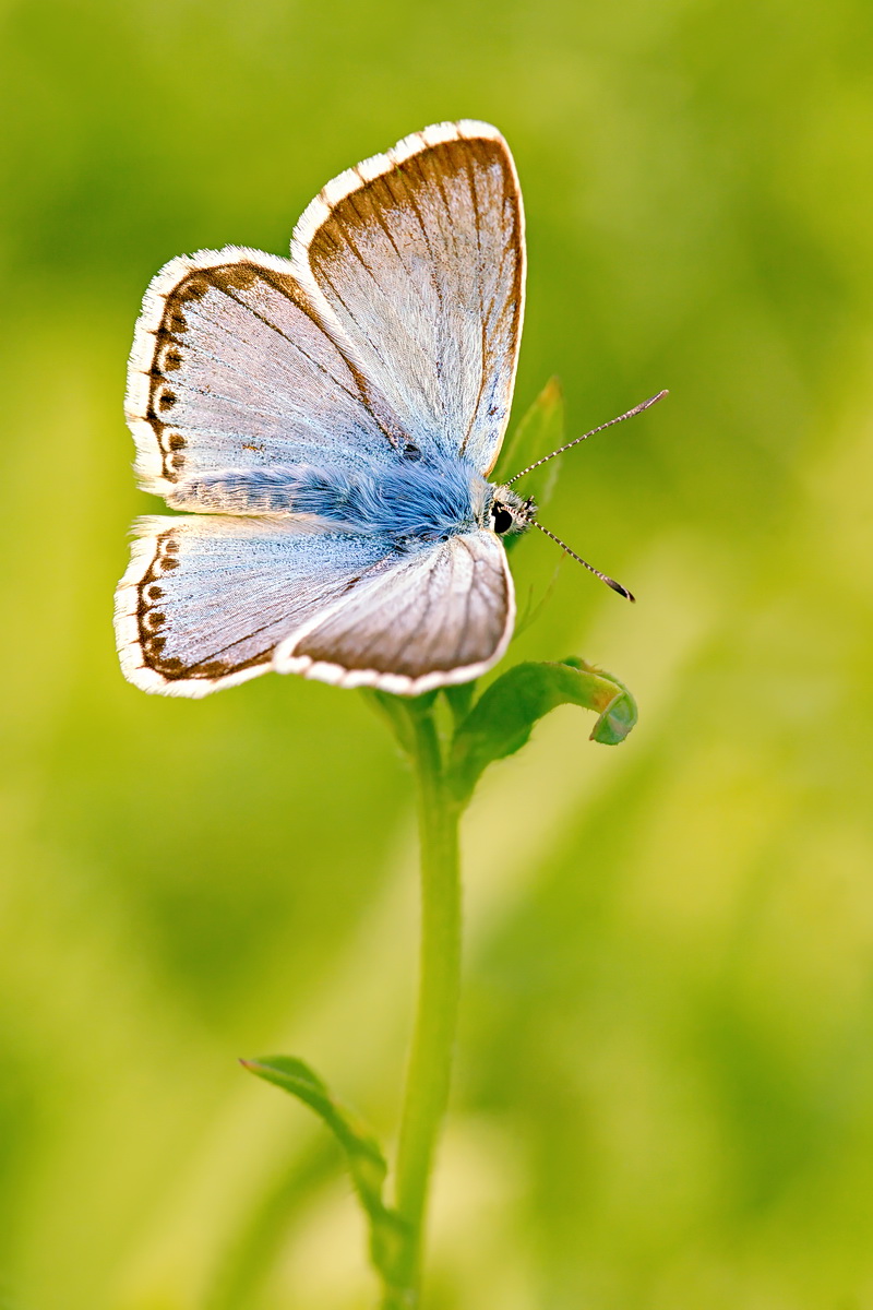 DSC06811 Siibergrüne Schönheit...  kl.jpg