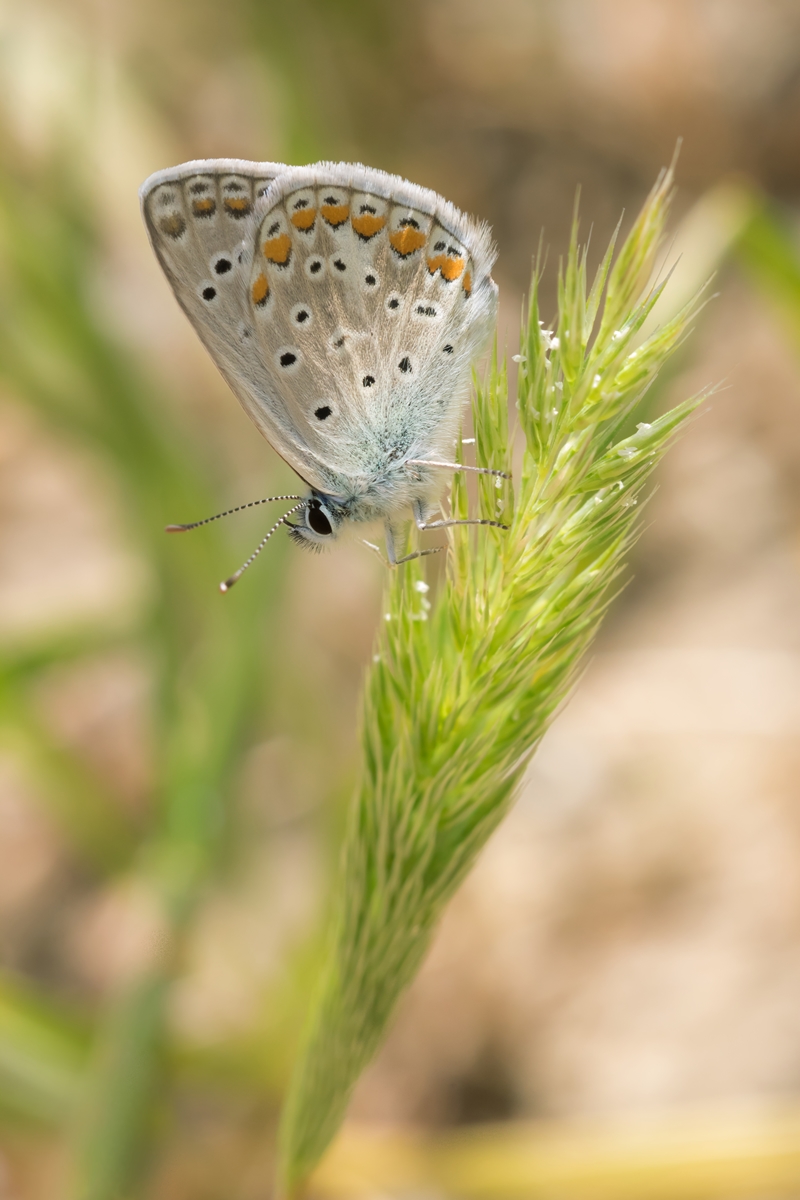 Bläuling Astyraki; Lycaenidae Insekt (1).jpg