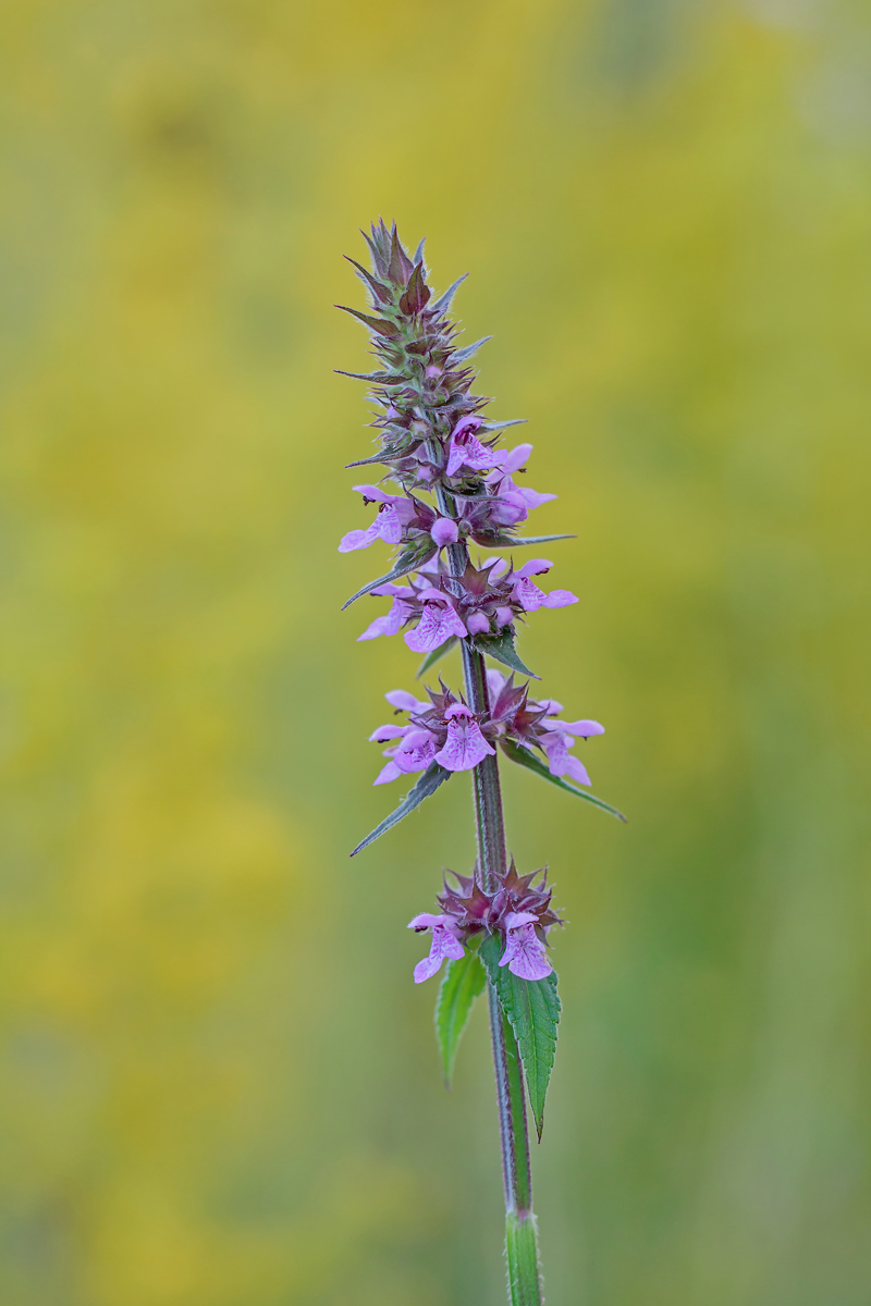 IMG_2567_SHARPEN projects DENOIS projects.jpg