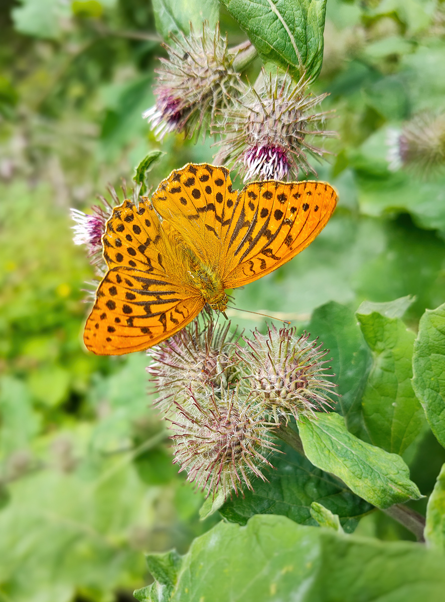 IMG20200721180213 3 klein.jpg