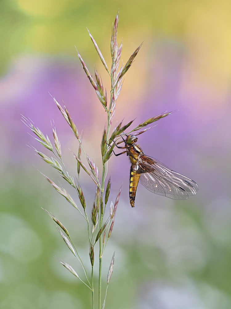 Libellula-depressa-zogg57050_10---Kopie.jpg
