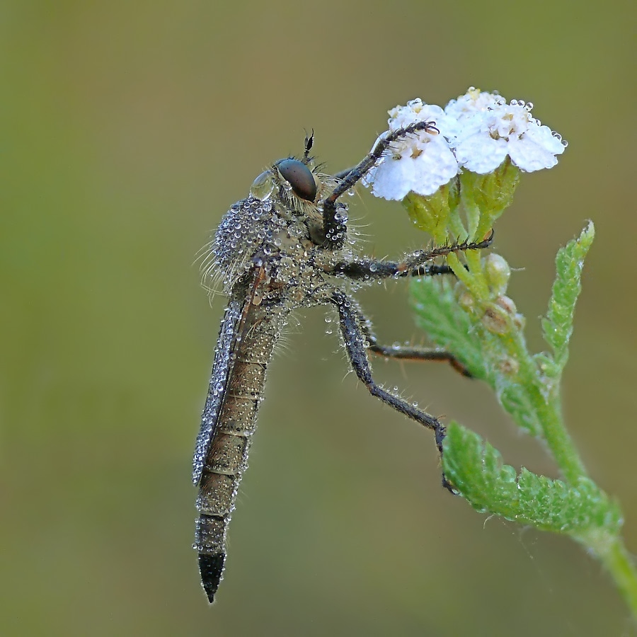 raubfliege939.jpg