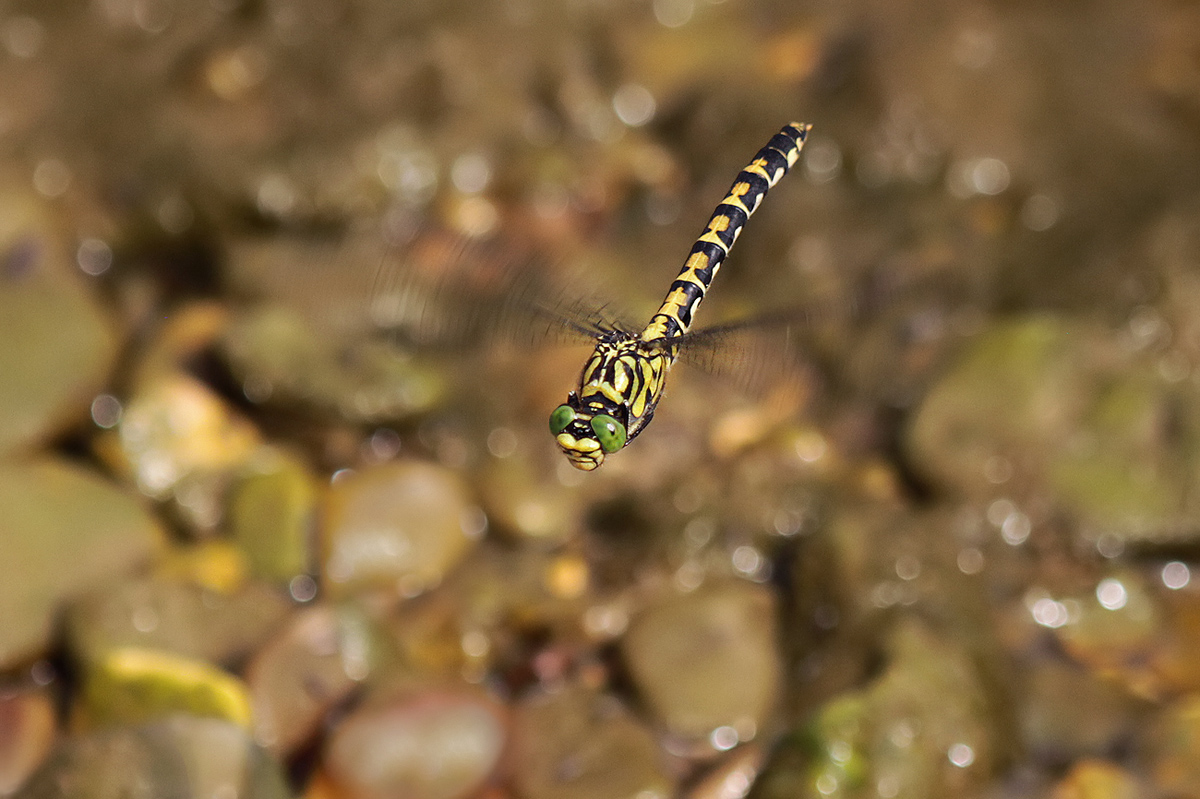 Onychogomphus forcipatus_f_Eiablage_IMG_5716_1200a.jpg