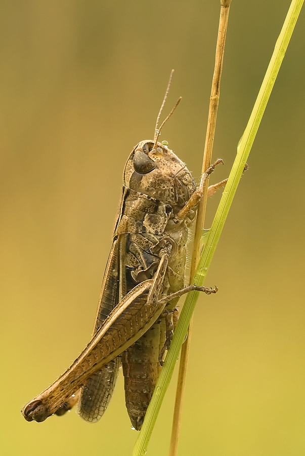 heuschrecke111-mf.jpg