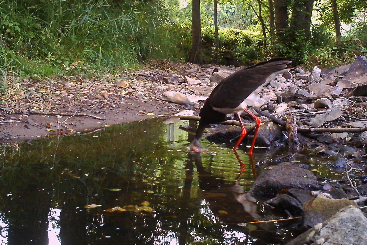 Ciconia-IMAG0214-(2)---Kopie.jpg