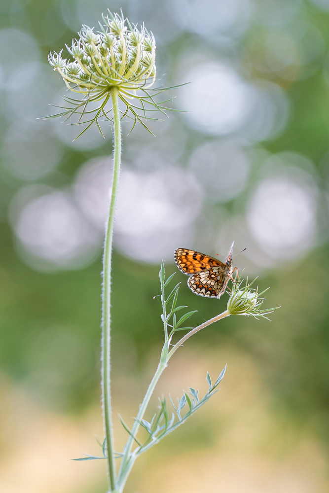 DSCF5902-Verbessert-1.jpg