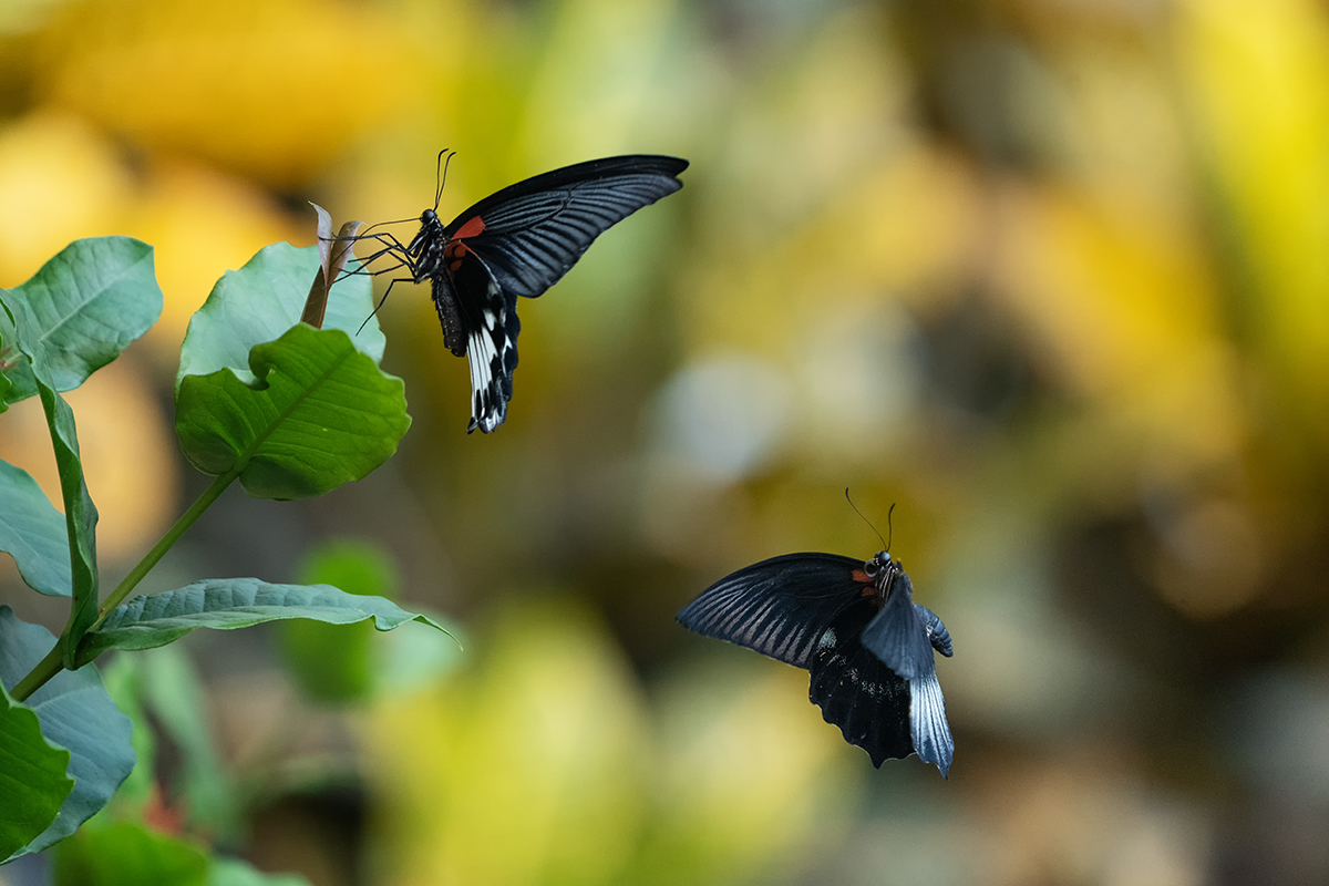 DSC01390.kl.jpg