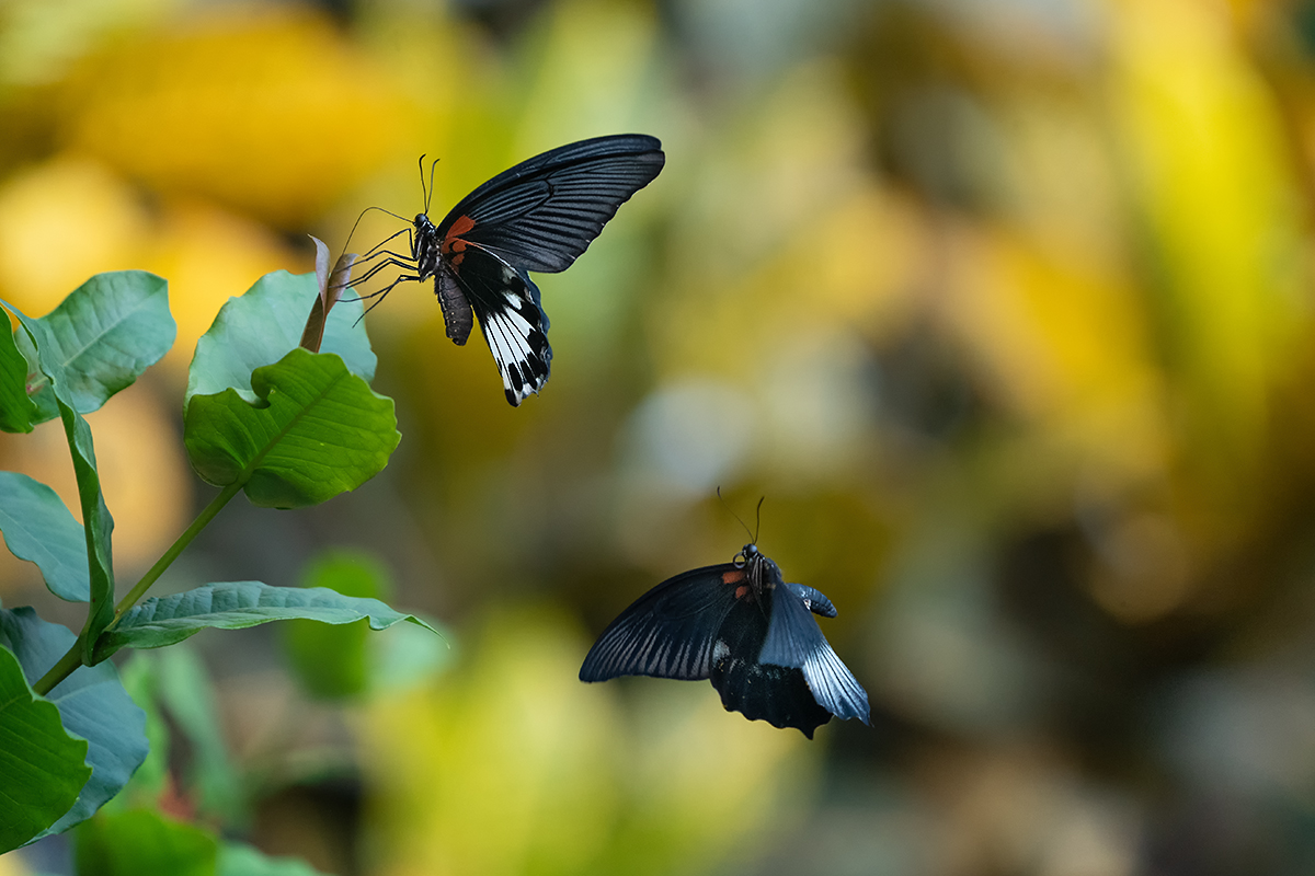 DSC01391.kl.jpg