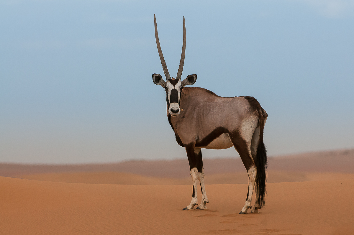 Oryx-0863.jpg