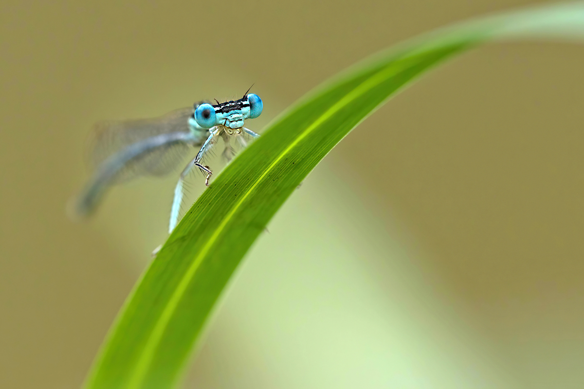OS_6090NP1.jpg