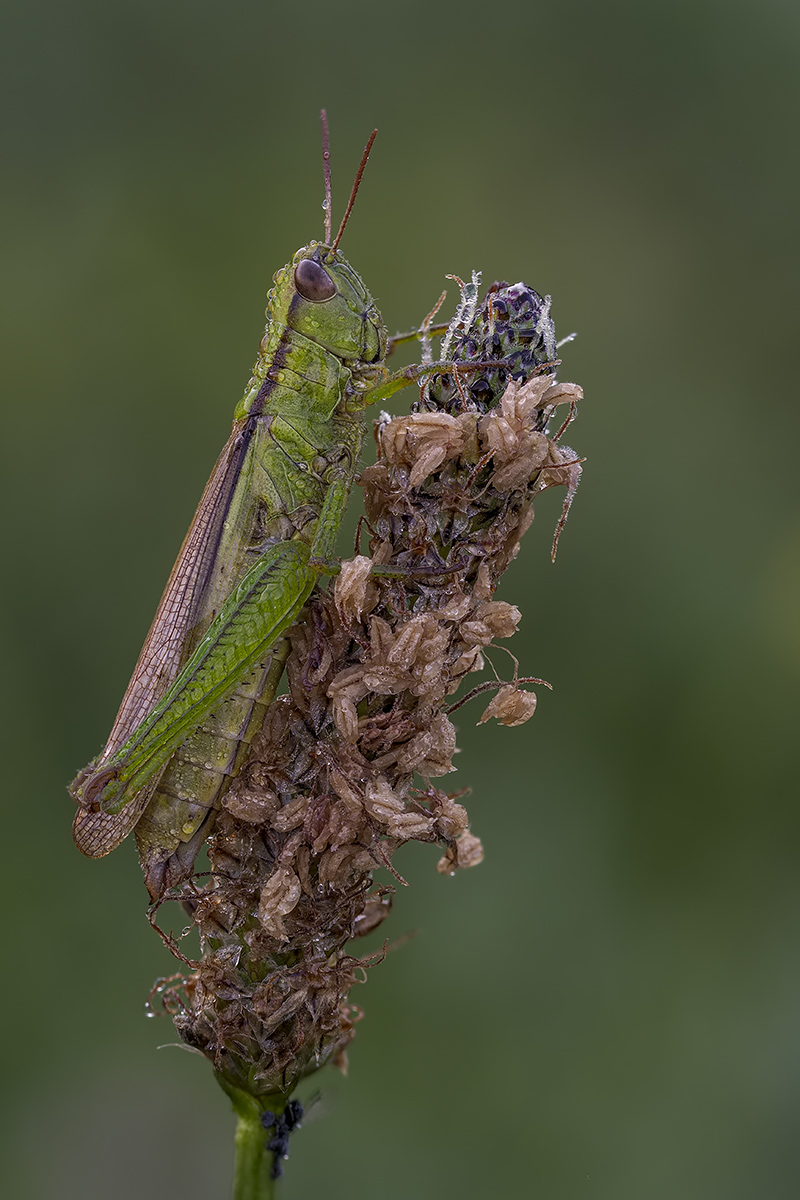 Mecostethus parapleurus - Lauchschrecke.jpg