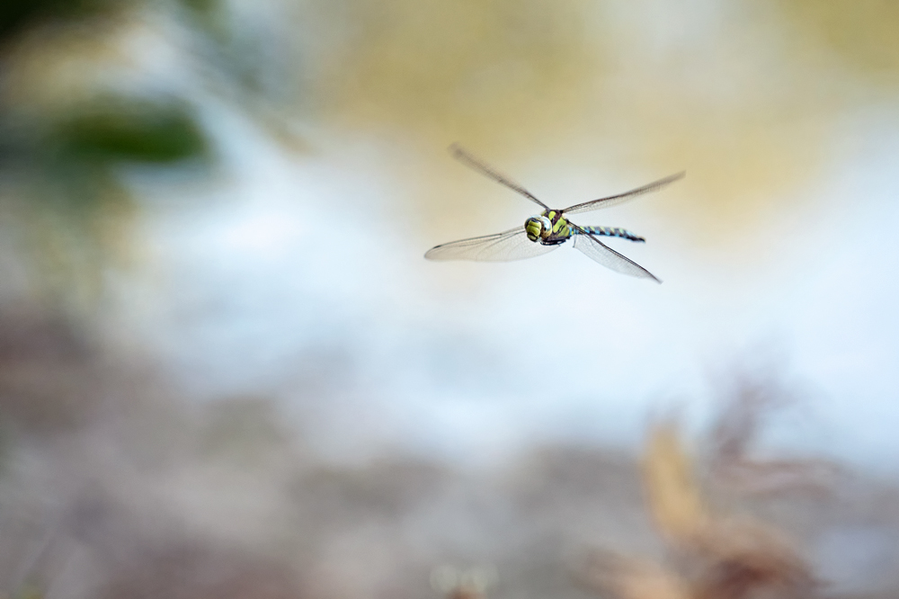 libelle_flug_02.jpg