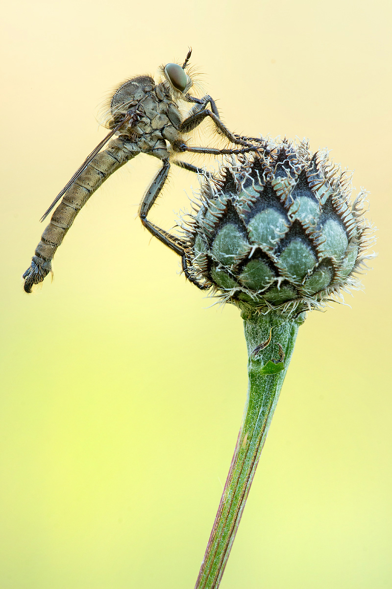 _MG_0013-Bearbeitet Kopie Kopie_bearbeitet-1.jpg