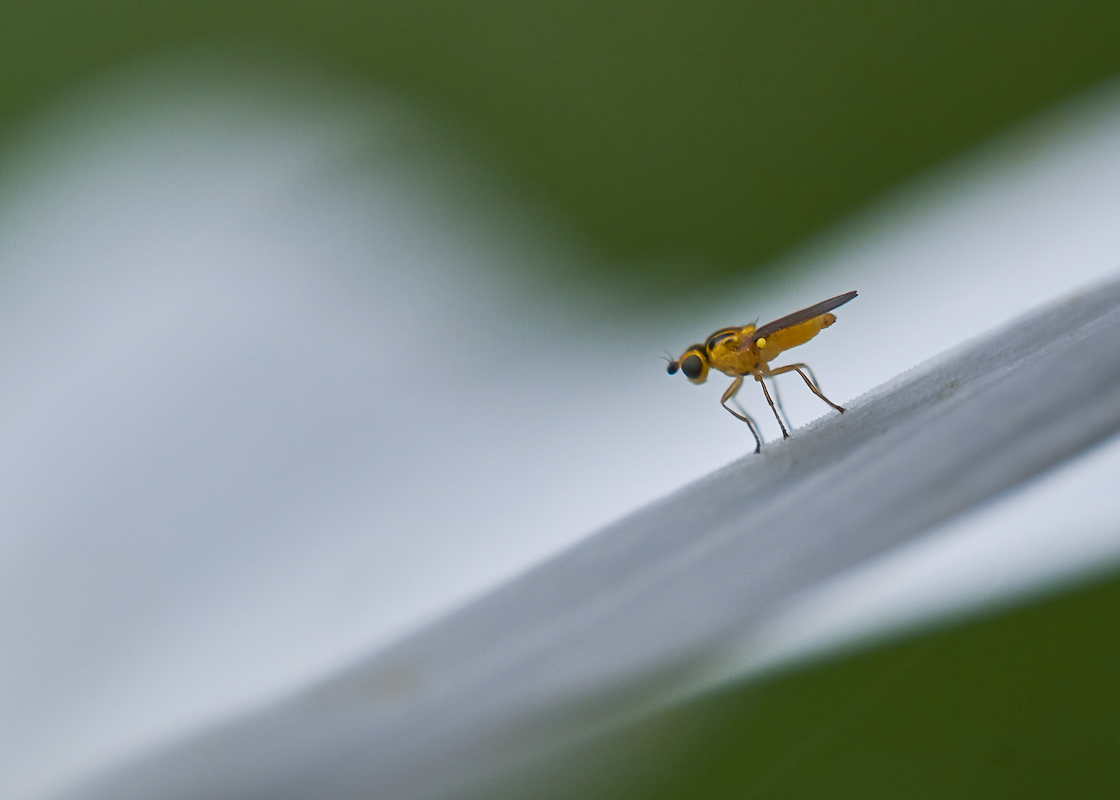 Halmfliege 2.jpg
