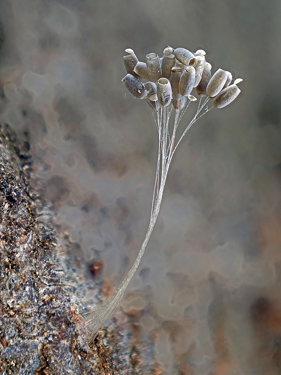 Buchenpilz 390 Einzelaufnahmen.jpg