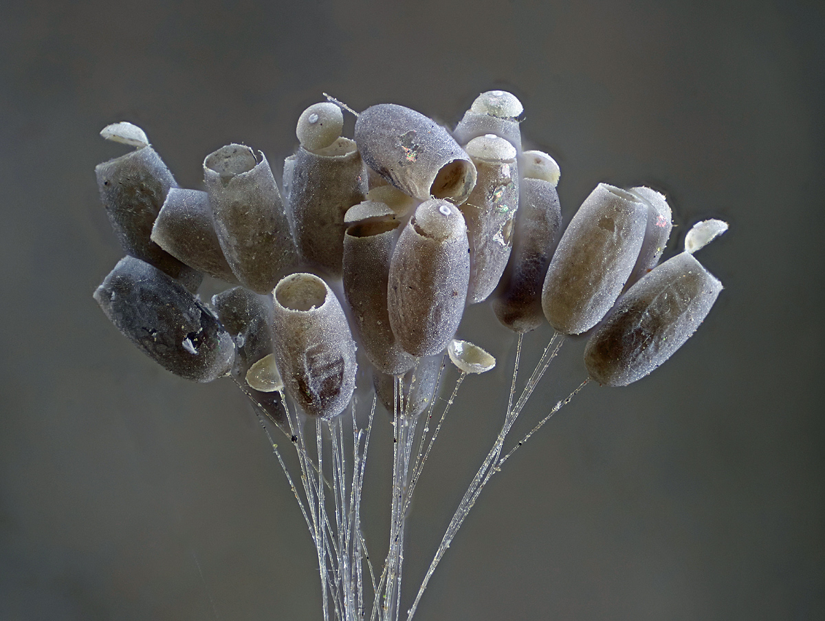 Florfliegenlarve 212 Einzelbilder CZJ 3,2-160.jpg