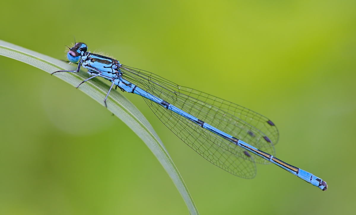 DSC05538 Klein aber XL... kl.jpg