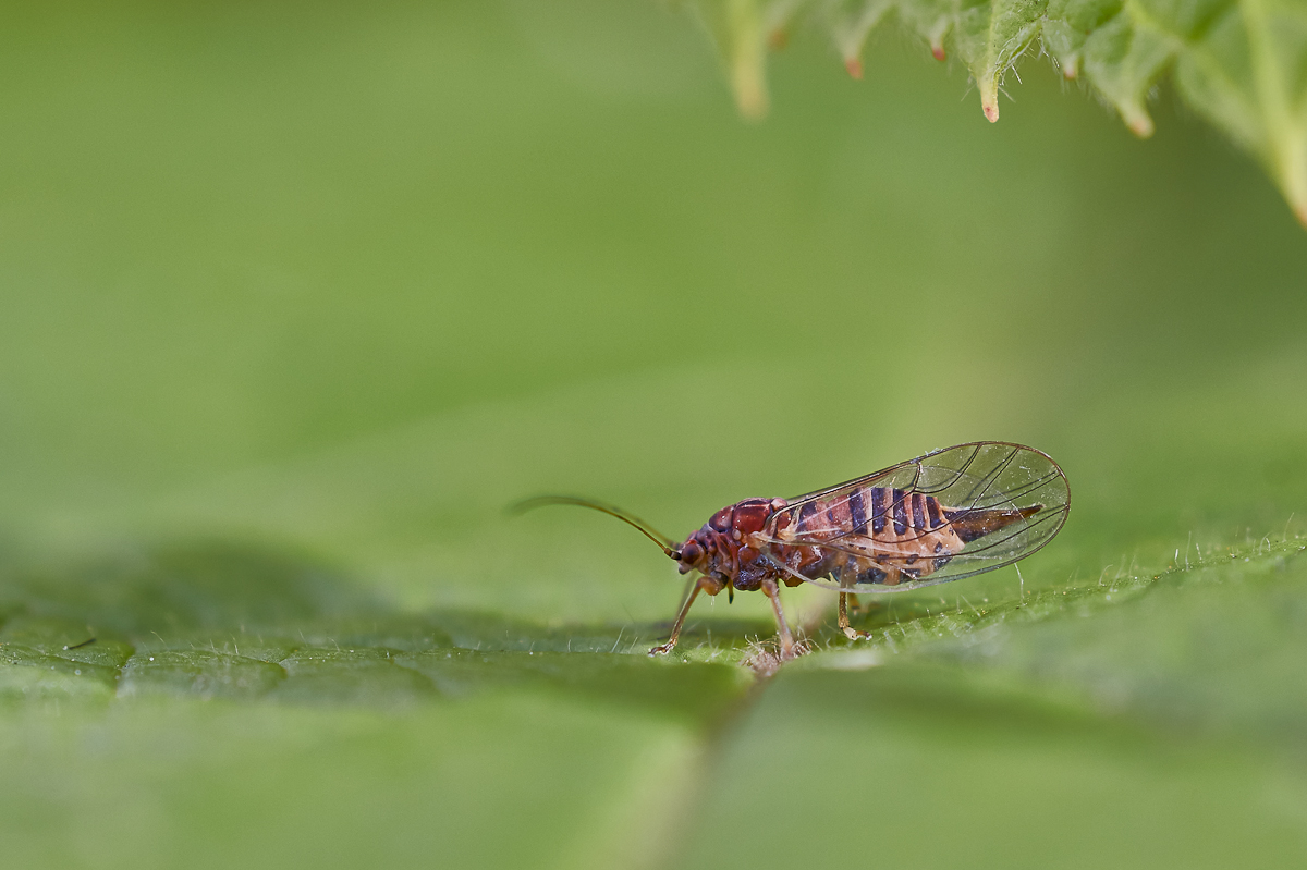 Blattfloh 1.jpg
