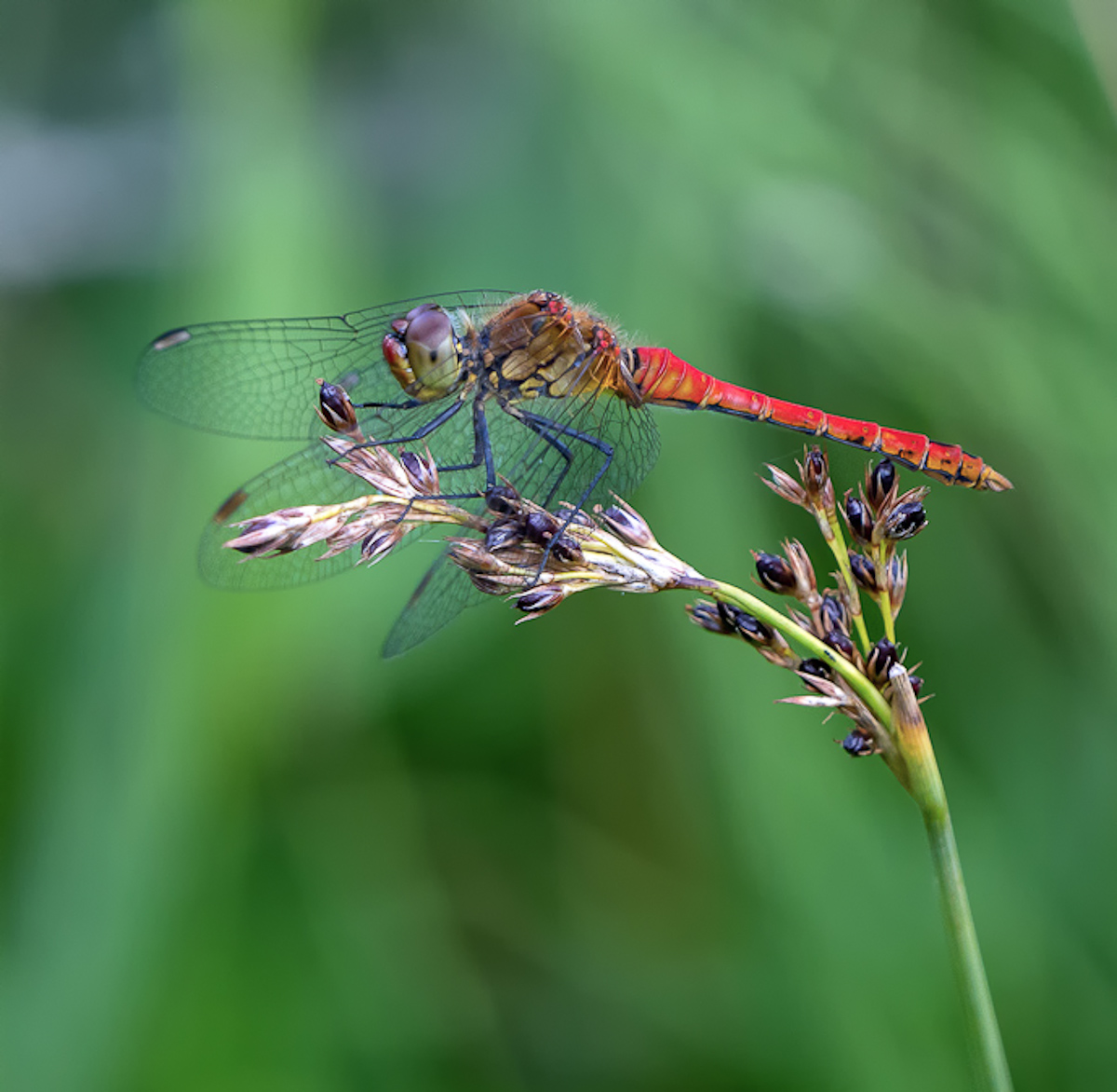 P1660061-1.jpg