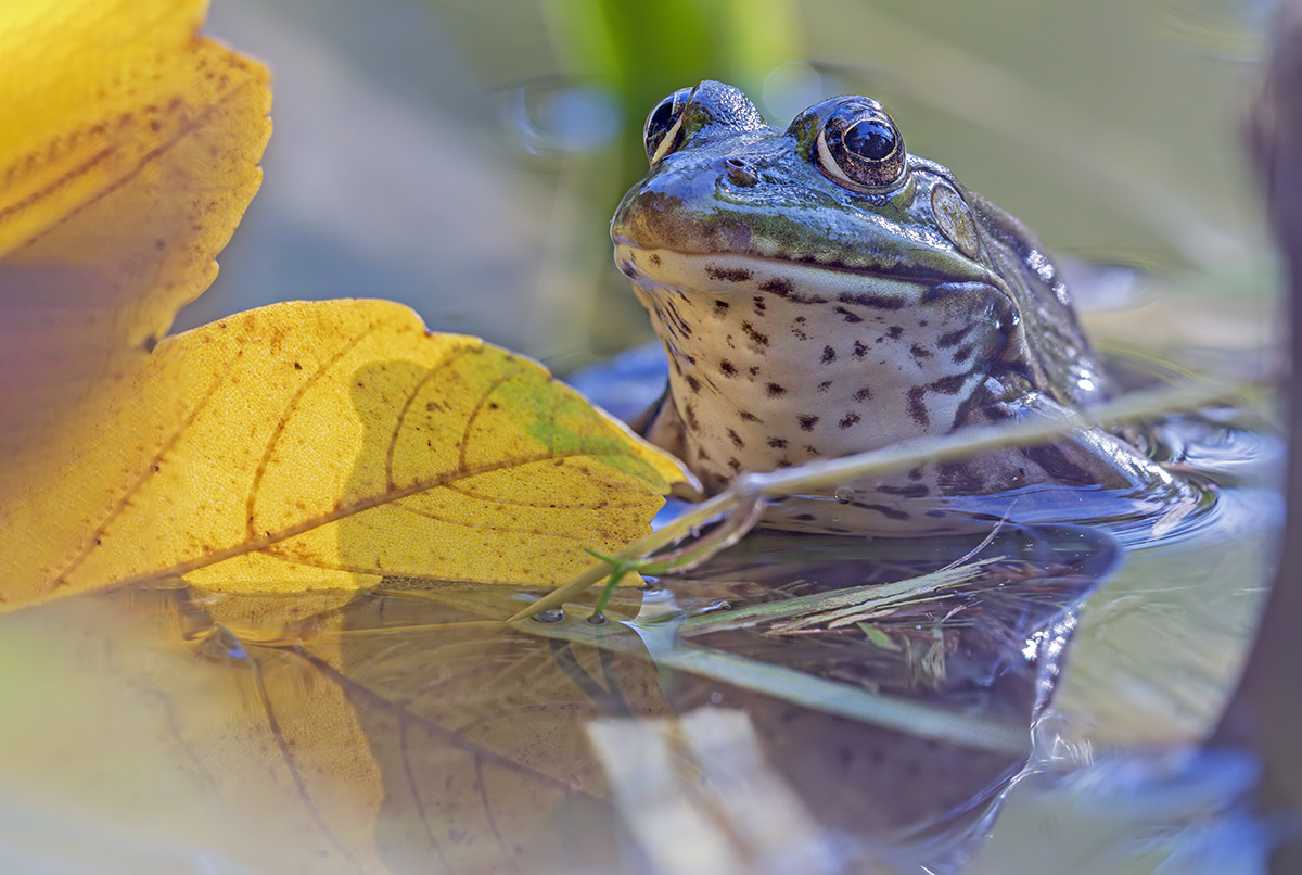 compTeichfrosch8.10.2020JonaweiherStackDSC2206-2214.jpg