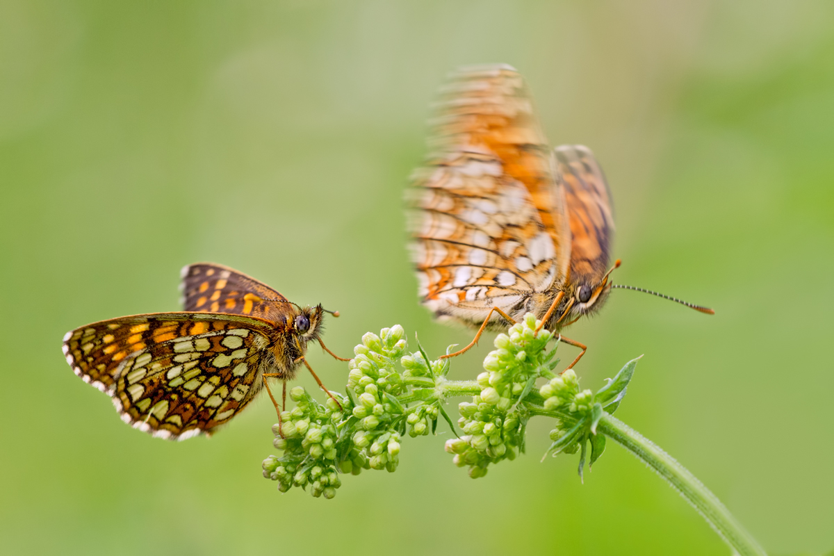 Melitaea-diamina-OG216942---Kopie.jpg