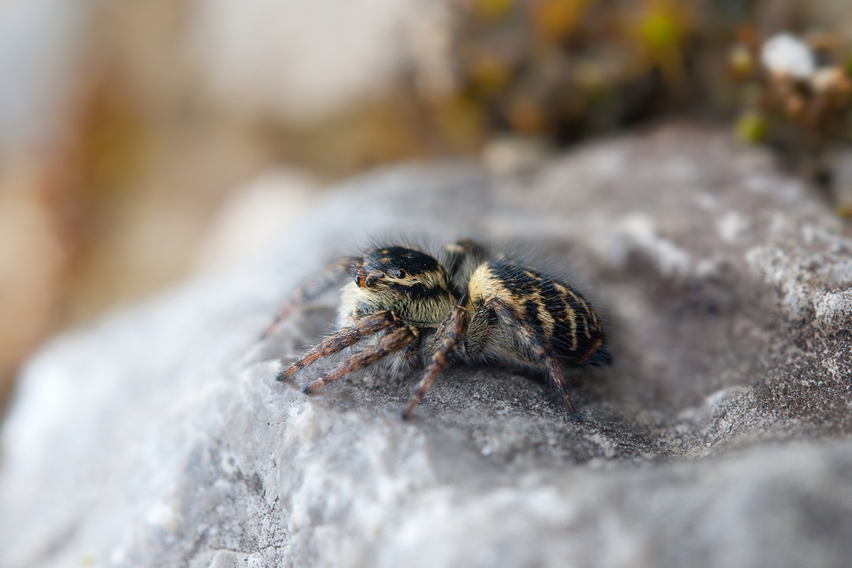 Carrhotus xanthogramma 2w.jpg