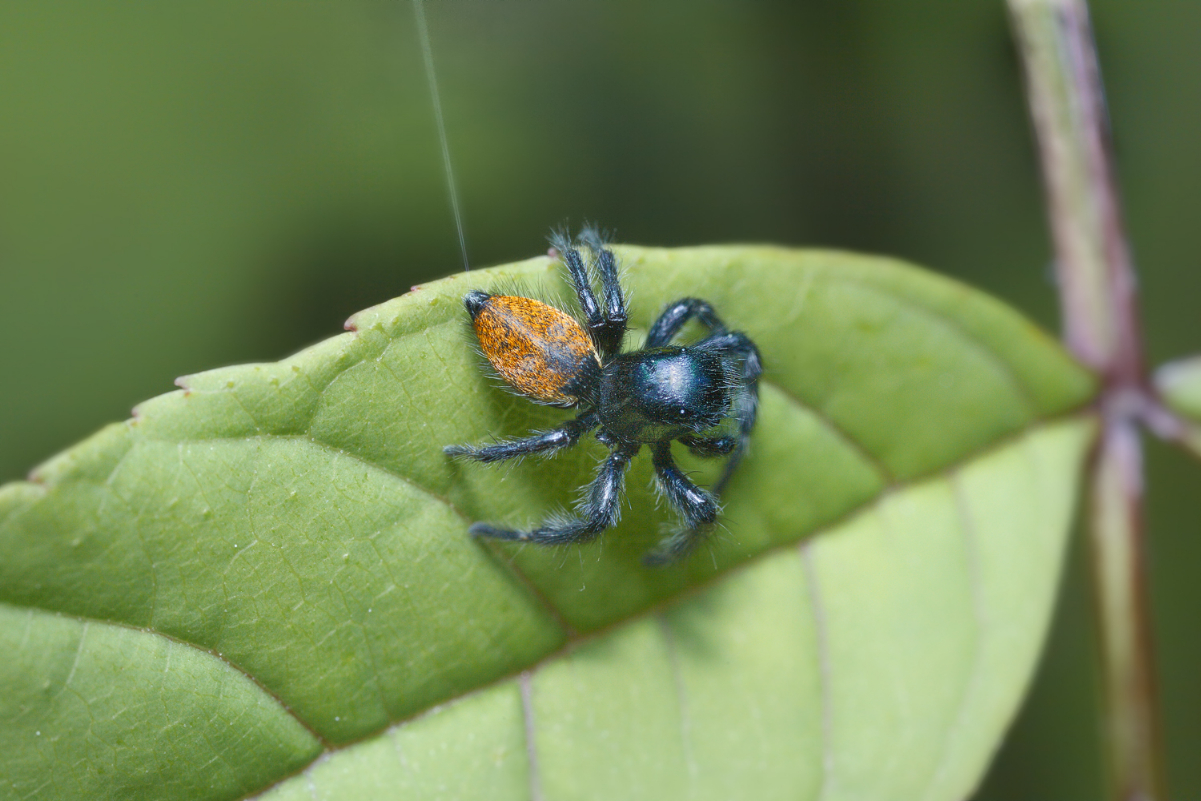 Carrhotus xanthogramma 4m.jpg