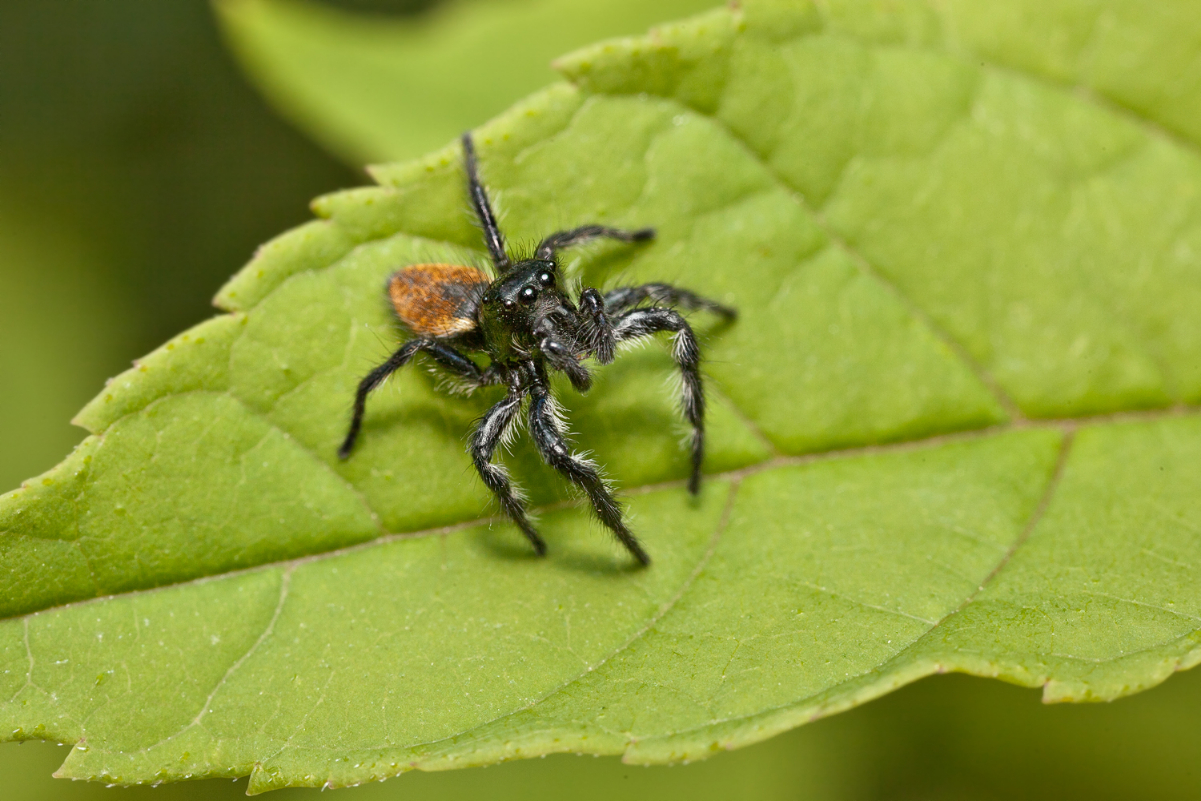 Carrhotus xanthogramma 5m.jpg