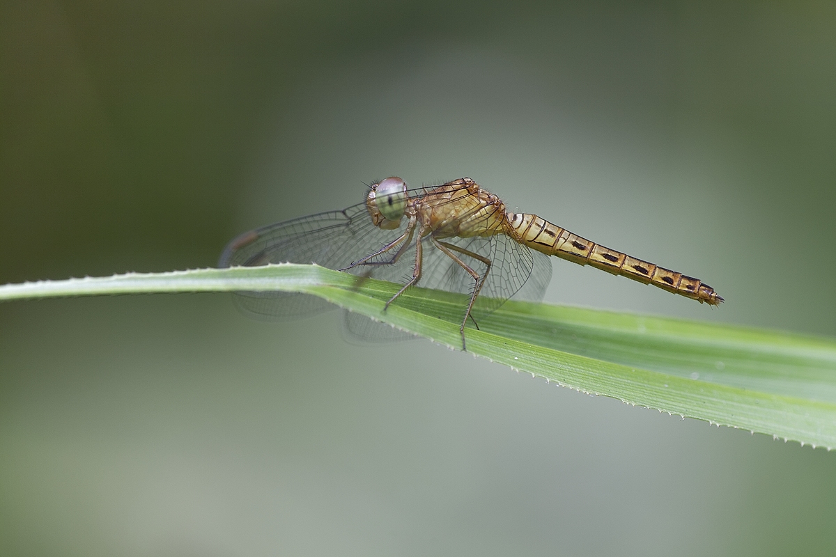 Libellulidae-Brachythemis Contaminat-Weibchen.jpg