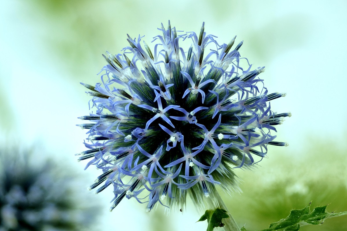 Kugeldistel.jpg