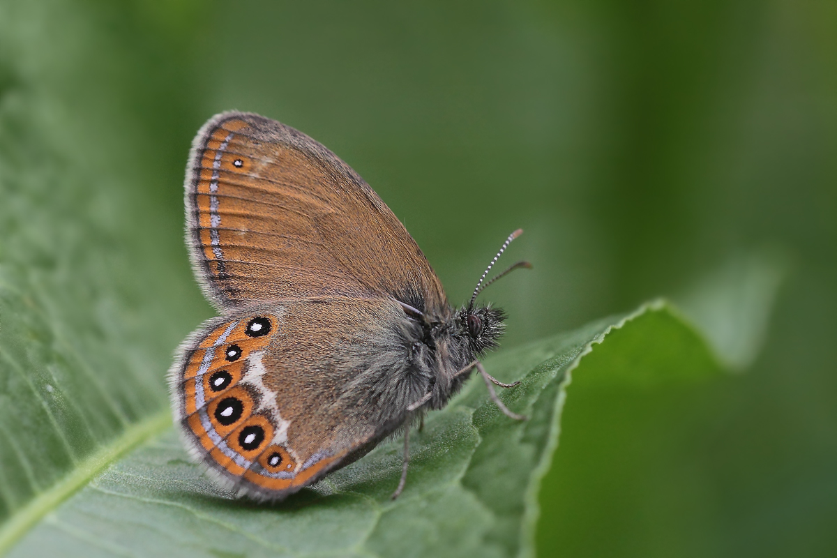 Cononympha hero Waldwiesenvögelchen 4.jpg