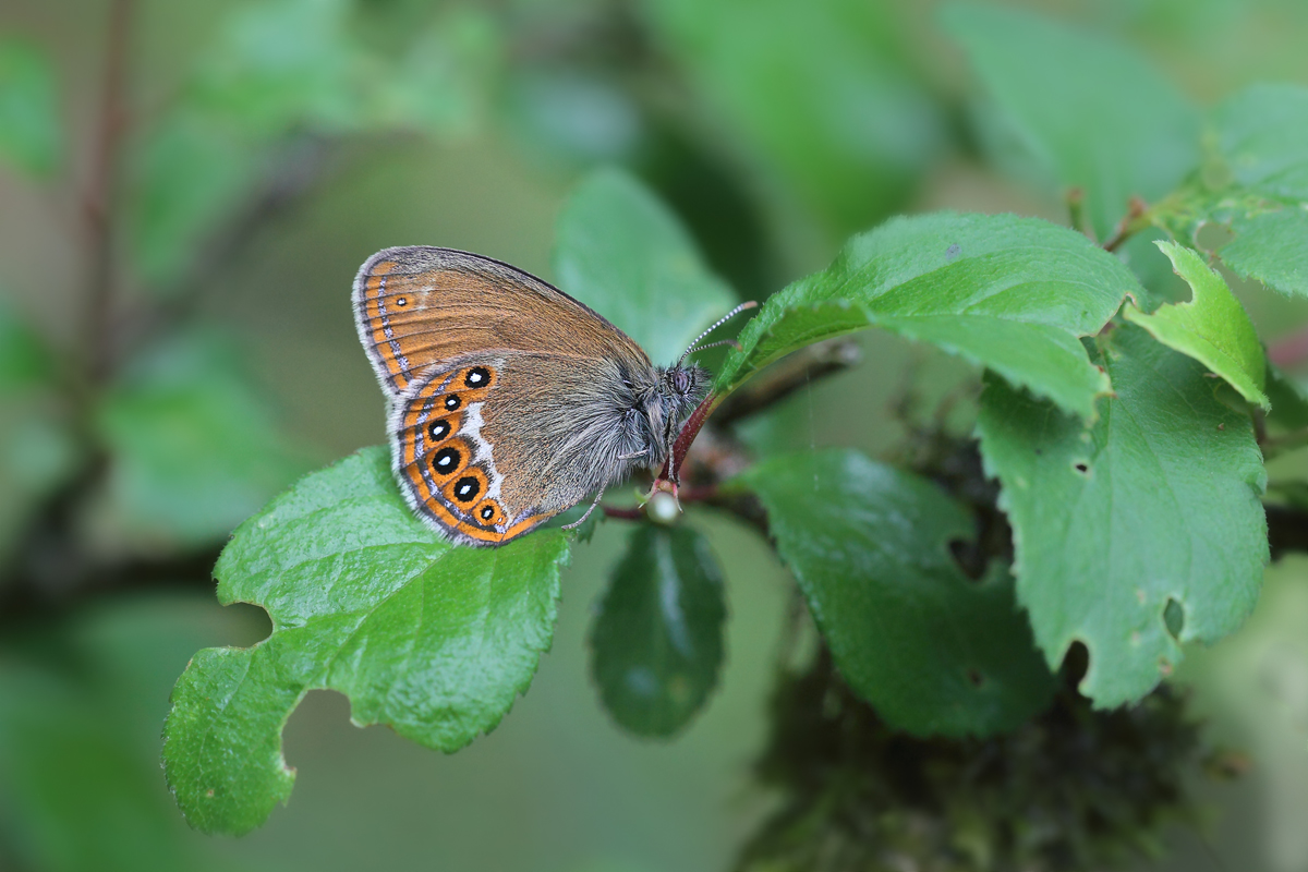 Cononympha hero Waldwiesenvögelchen 2.jpg