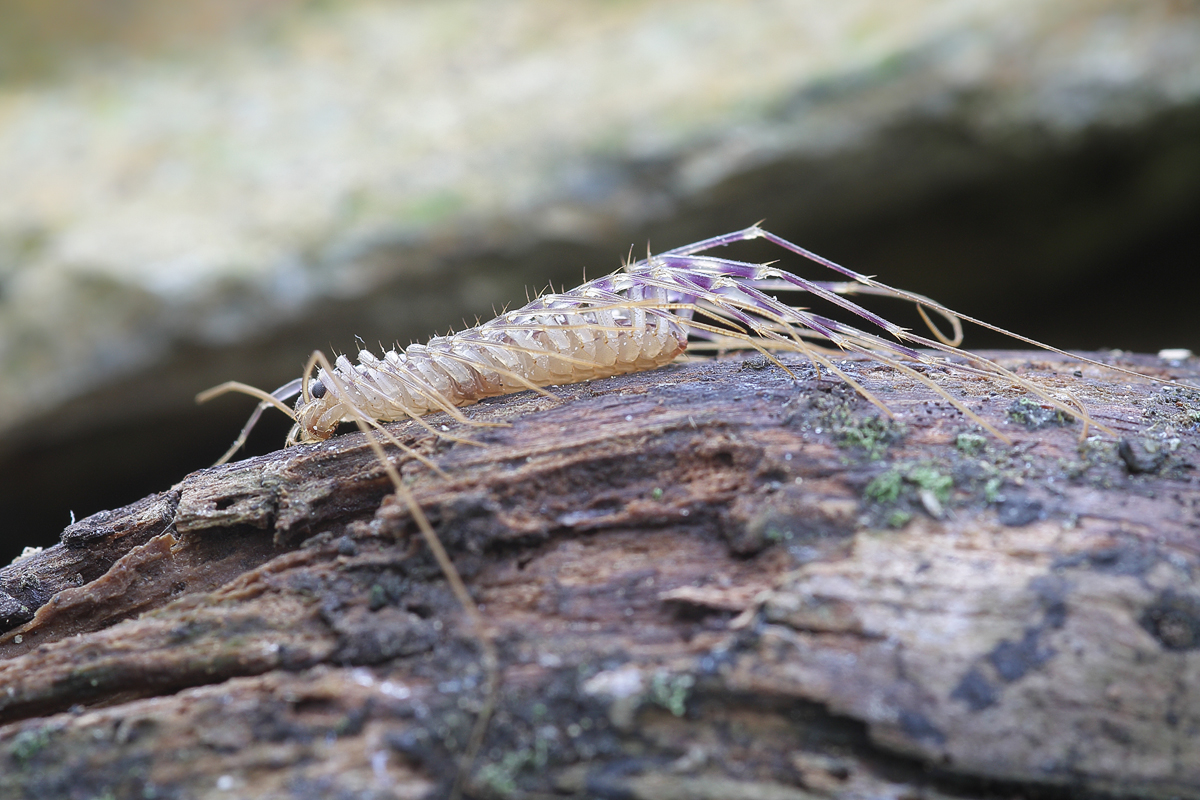 Scutigera coleoptera Spinnenläufer 03.jpg