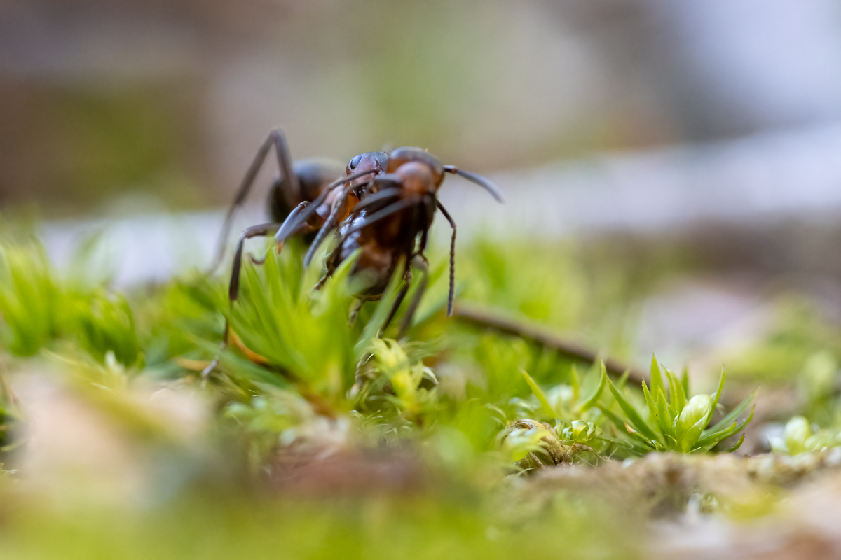 Waldameise_2020-10-08- Makroforum.jpg