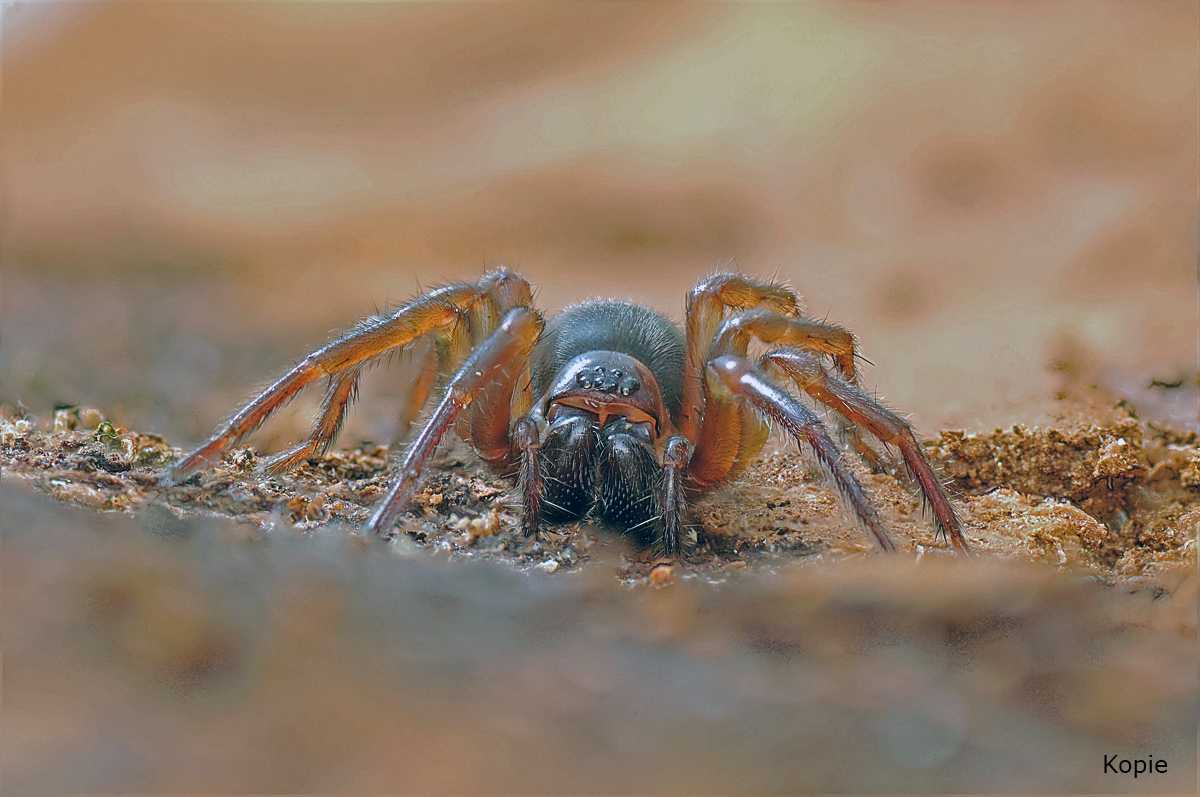 Coleotes-terrestris2.jpg