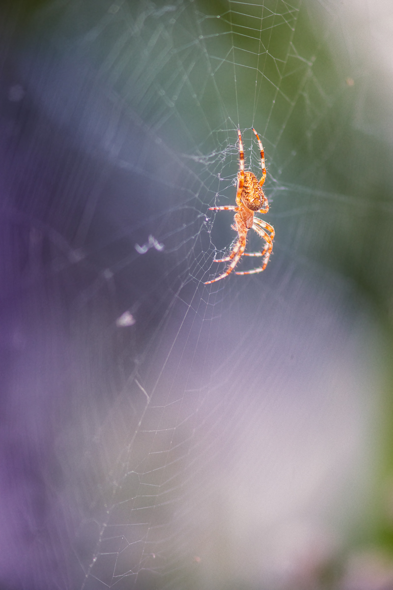 Kreuzspinne-2_2020-07-19- Makroforum.jpg