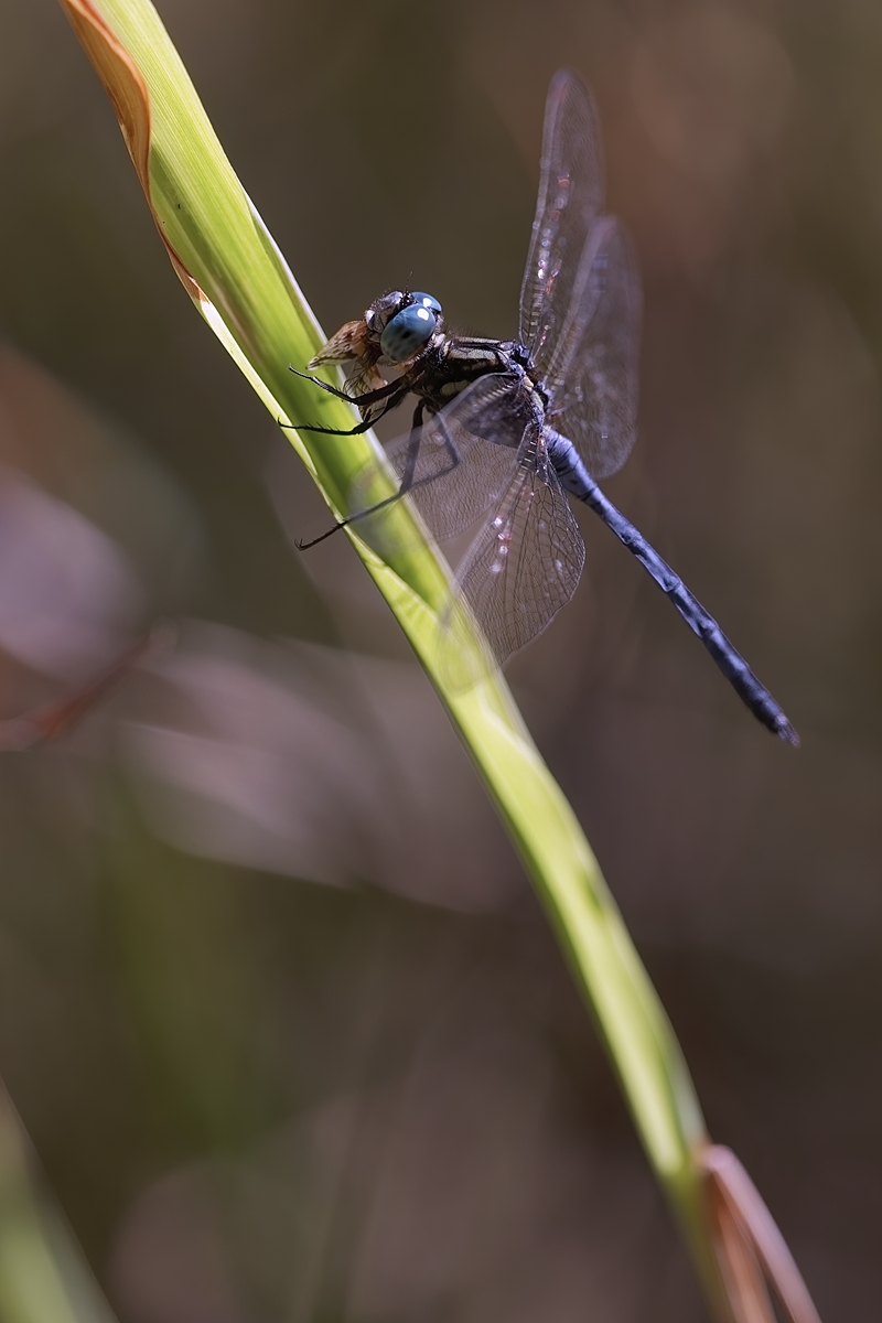 IMG_6408_Orthetrum luzonicum.jpg