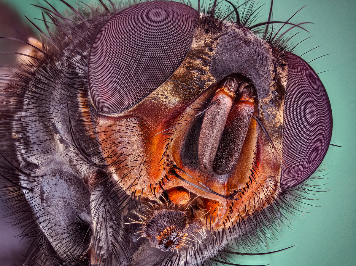 Spinne Seite 310 stackschrit 0,015mm Semiplan 3,2 Blitz Olympus omd 1M2 Subst 4  C-3.jpg