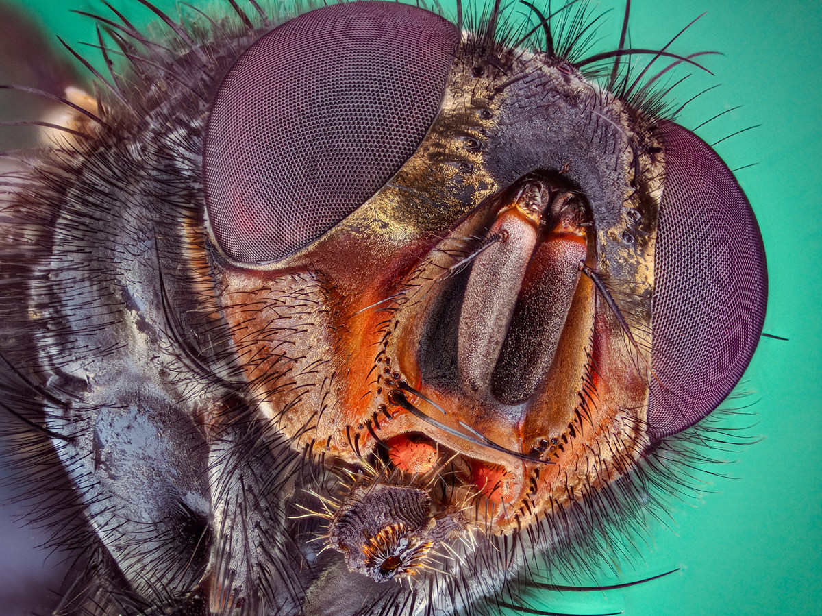 Spinne Seite 312 stackschrit 0,015mm Semiplan 3,2 Blitz Olympus omd 1M2 Subst 4  C-1.jpg