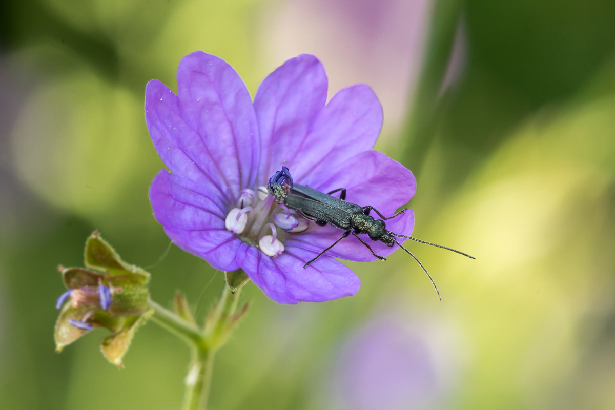 Scheinbock Garten; Oedemeridae Insekt-2.jpg