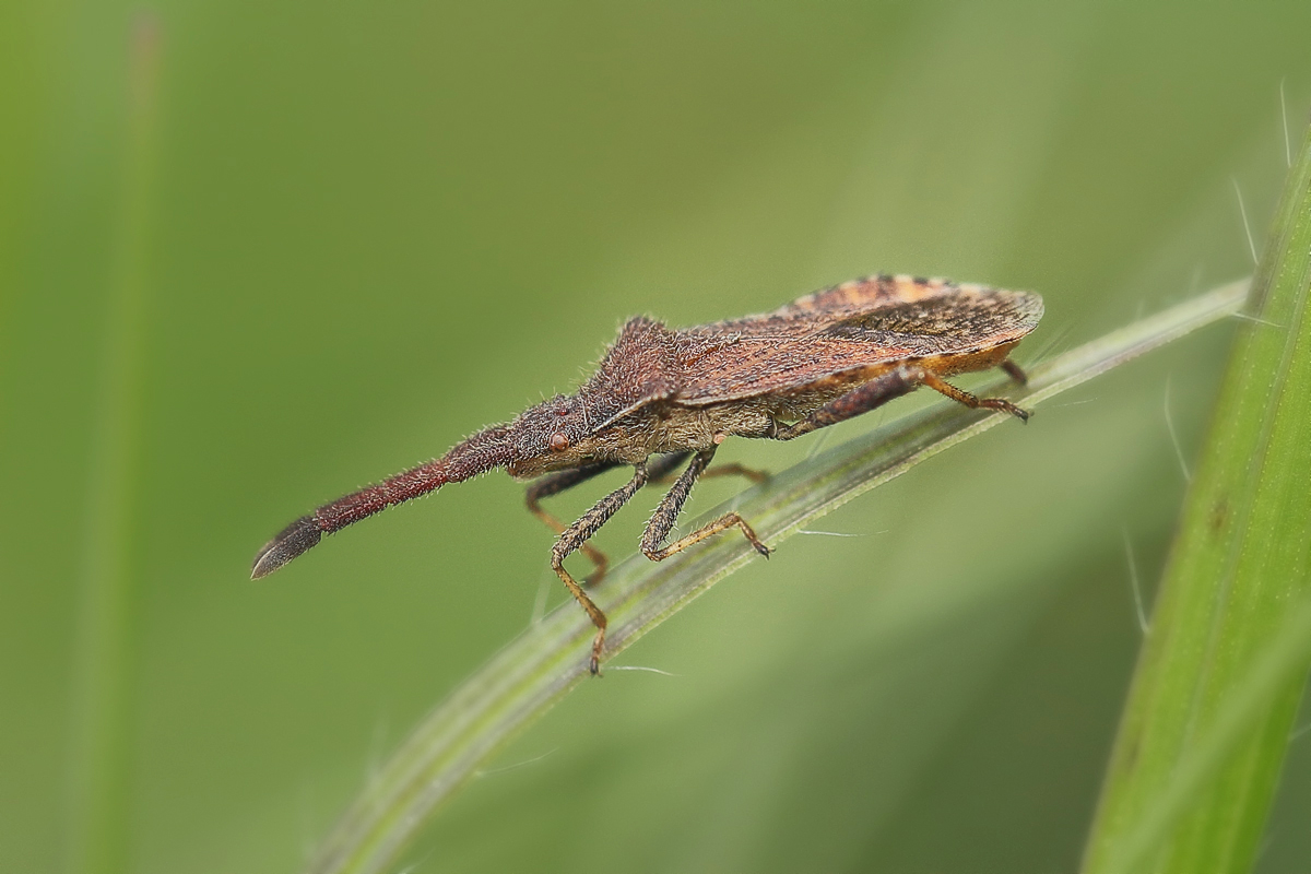 Coriomeris-denticulatus Rotbrauner Stachler Randwanze 01.jpg